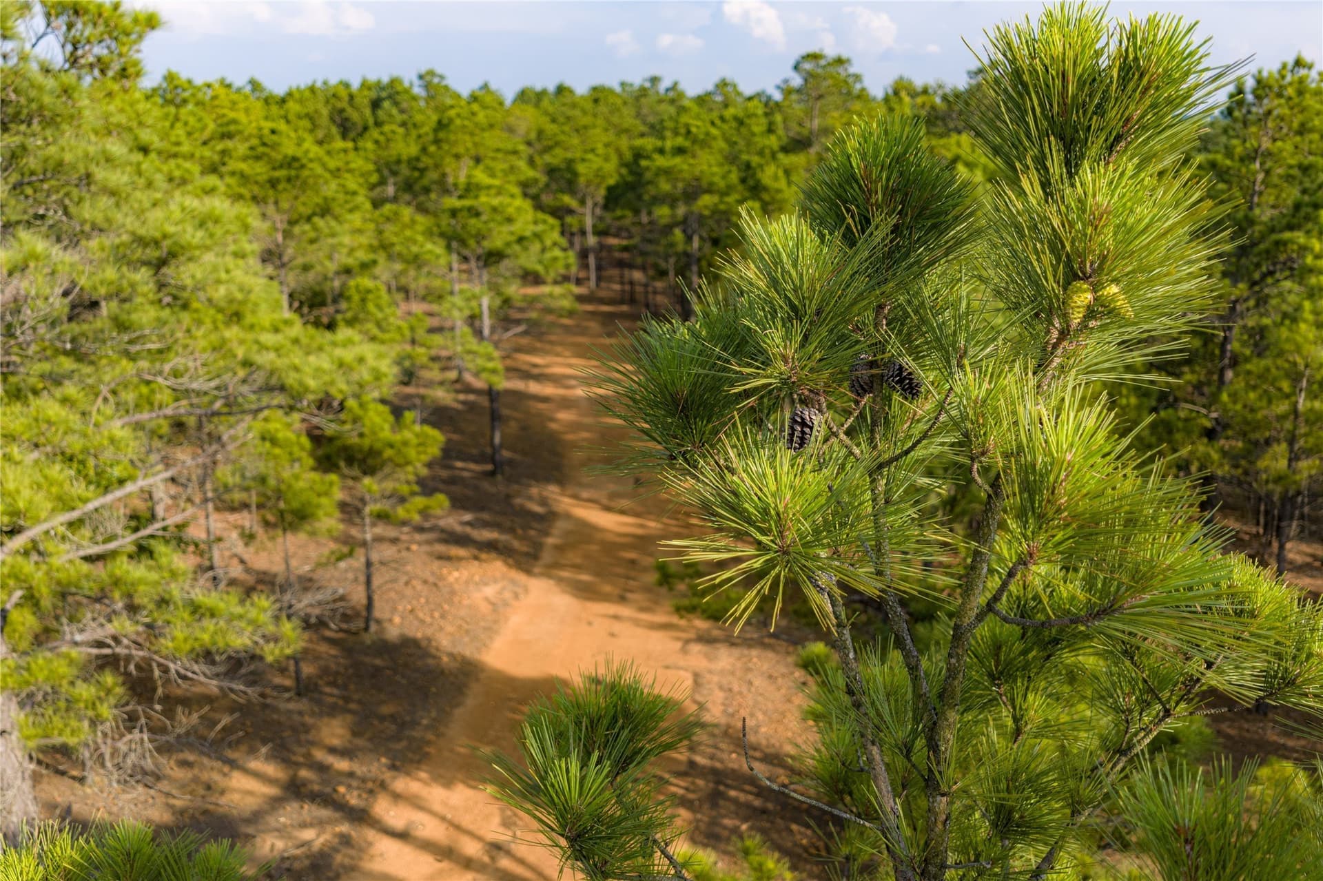 141.87 acres in Van Zandt County - photo 9