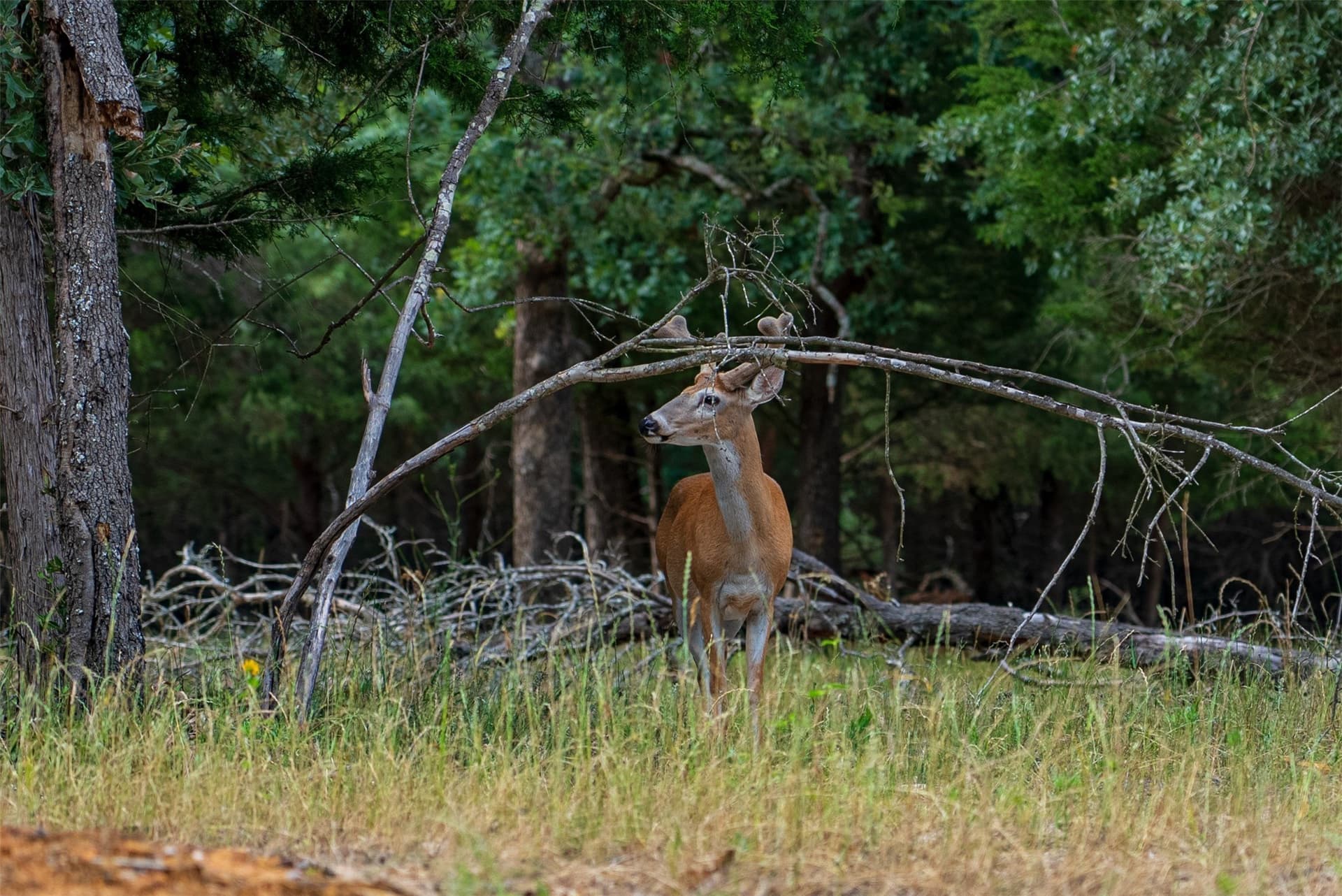 141.87 acres in Van Zandt County - photo 7