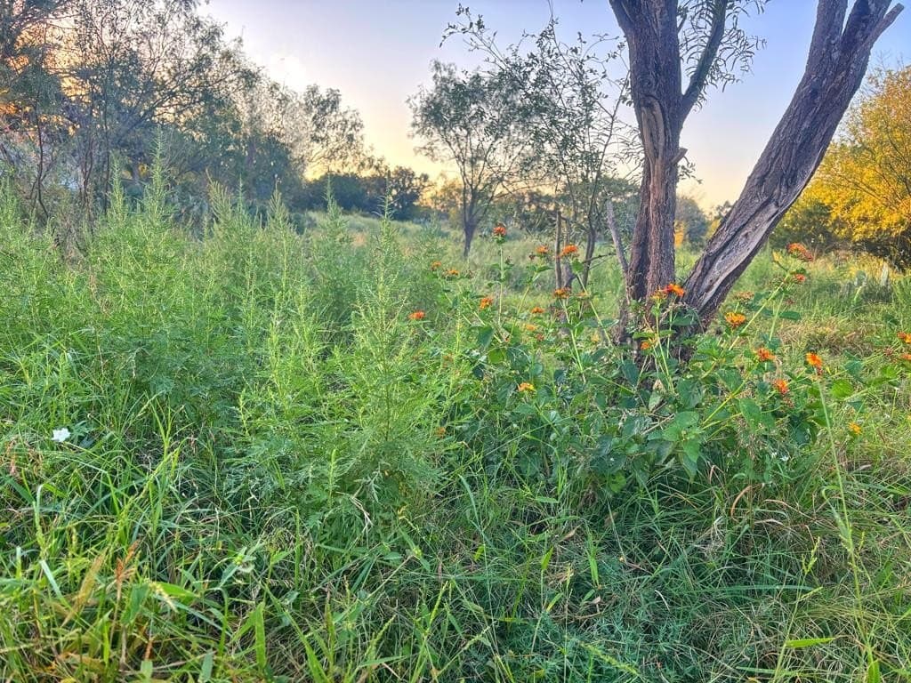 3.3 acres in Real County featured view