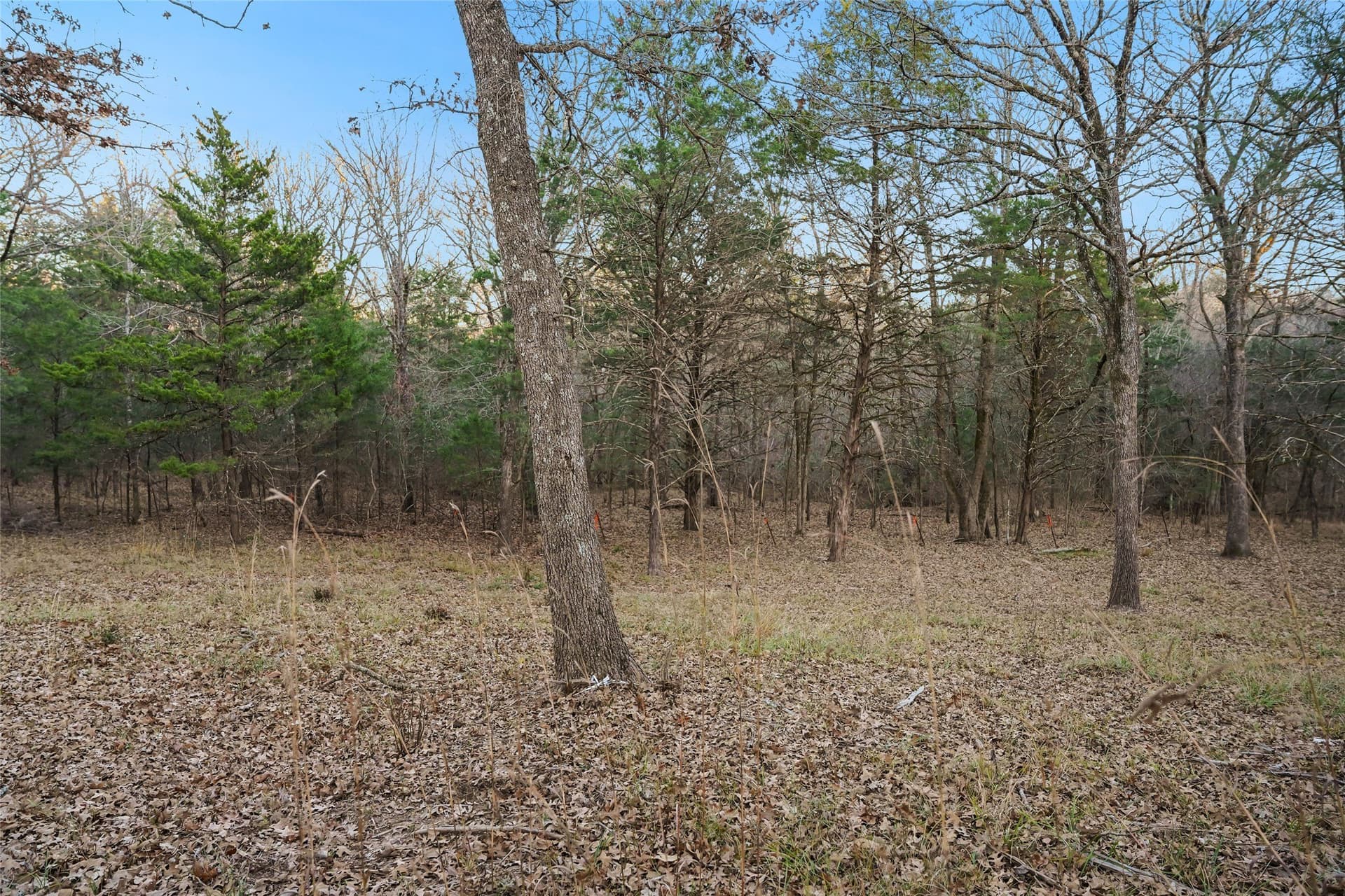 0.71 acres in Rains County gallery image 2