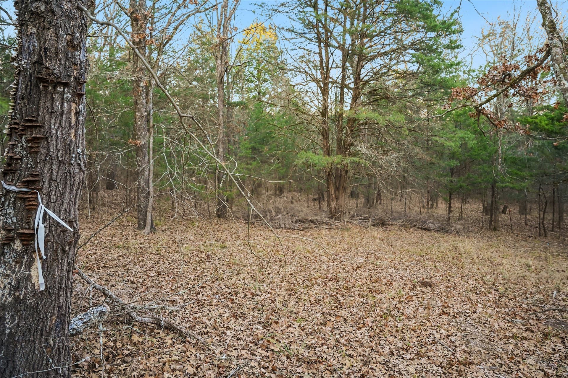 0.71 acres in Rains County - photo 9