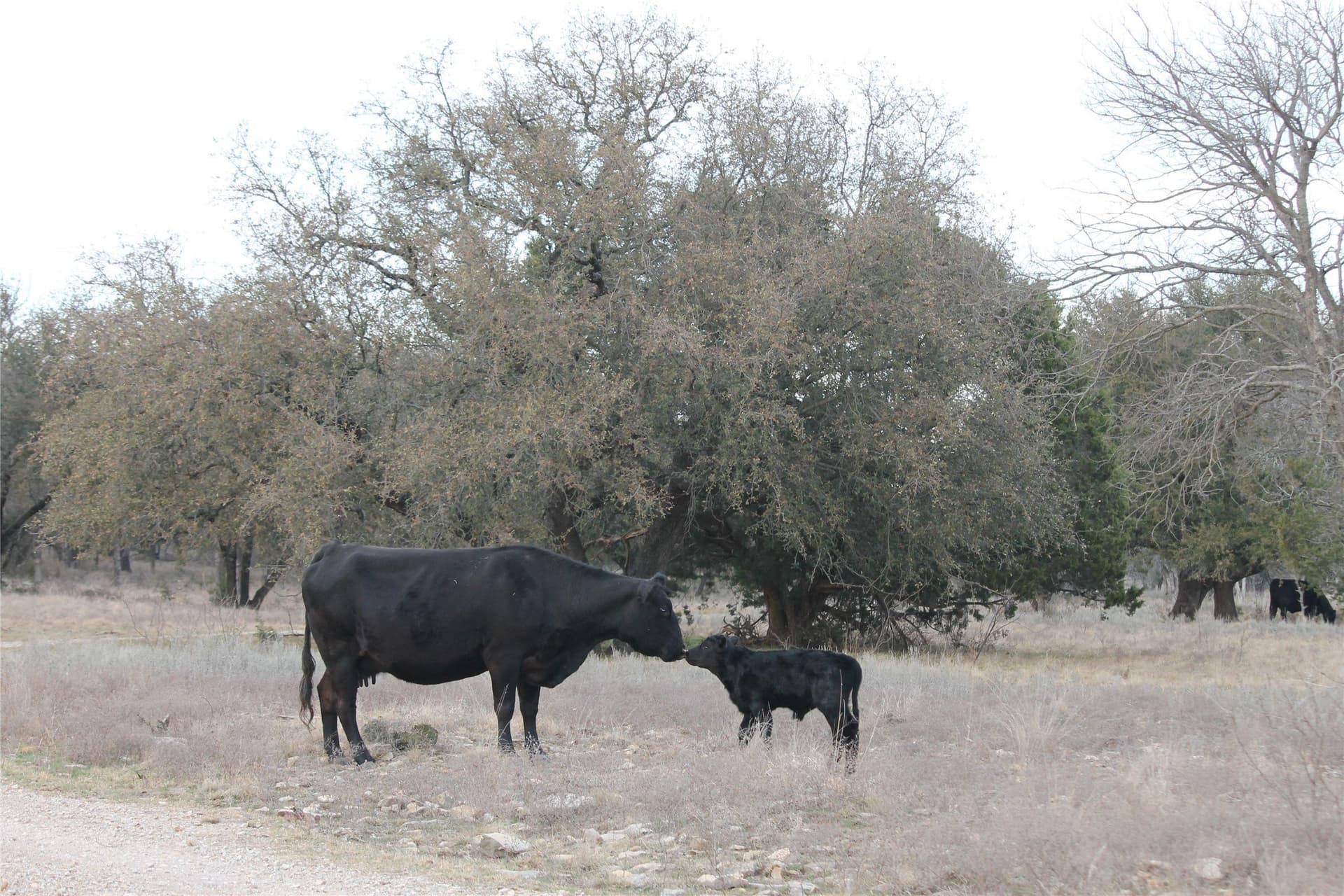 445 acres in Palo Pinto County - photo 31
