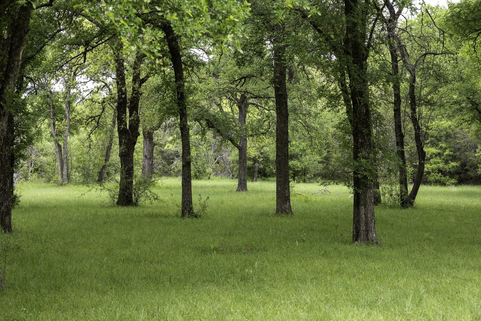 445 acres in Palo Pinto County - photo 13