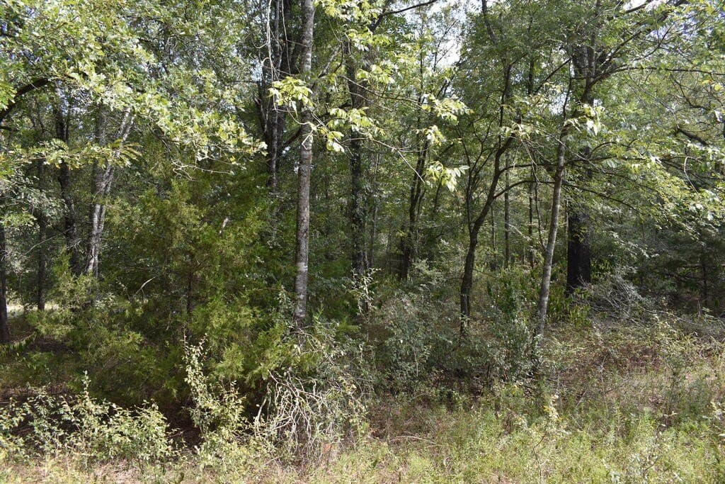 10 acres in ANDERSON County - photo 13