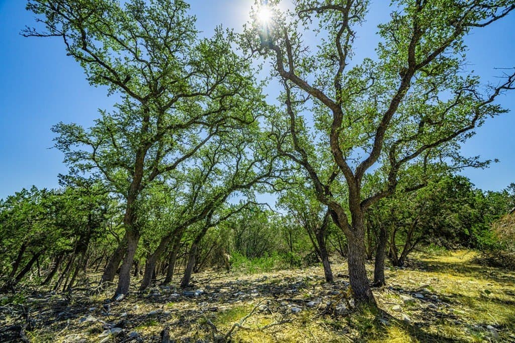 8.93 acres in Gillespie County - photo 12