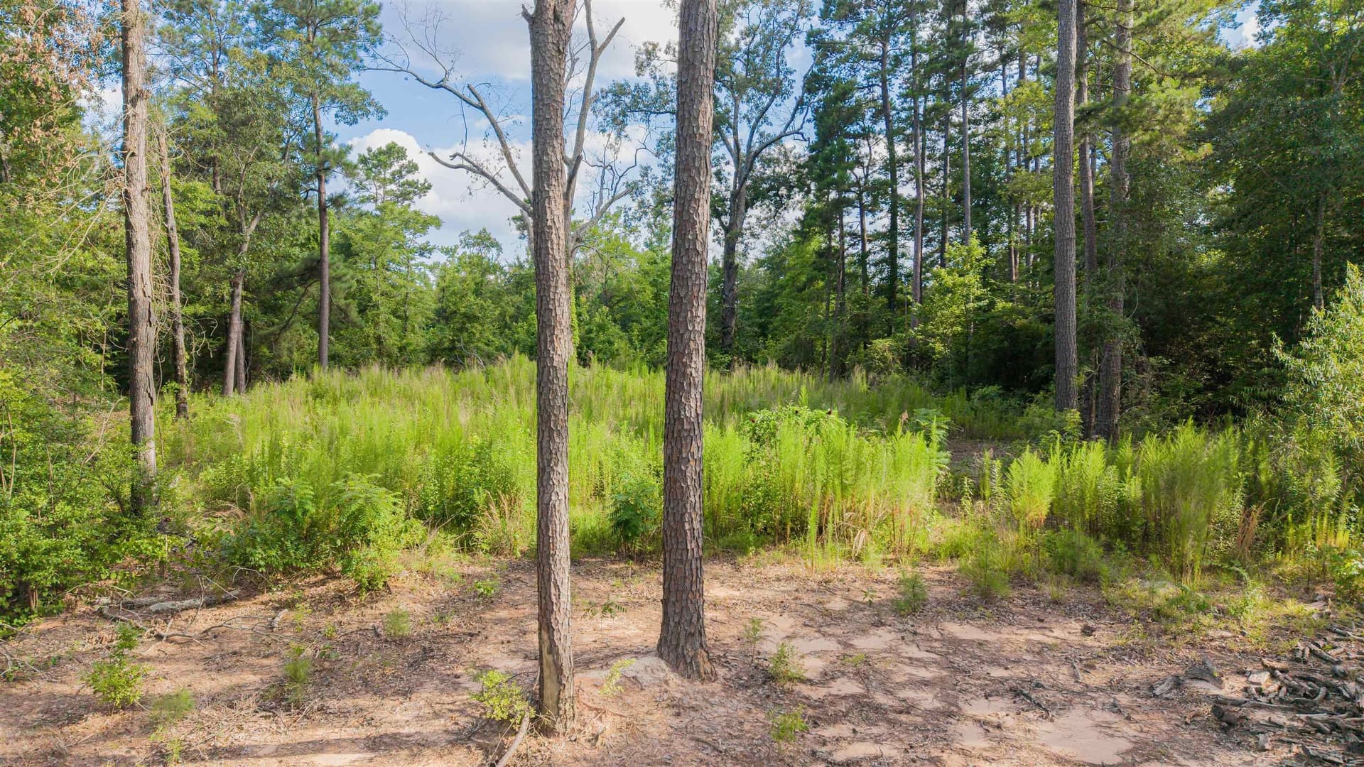 0.33 acres in Upshur County - photo 11