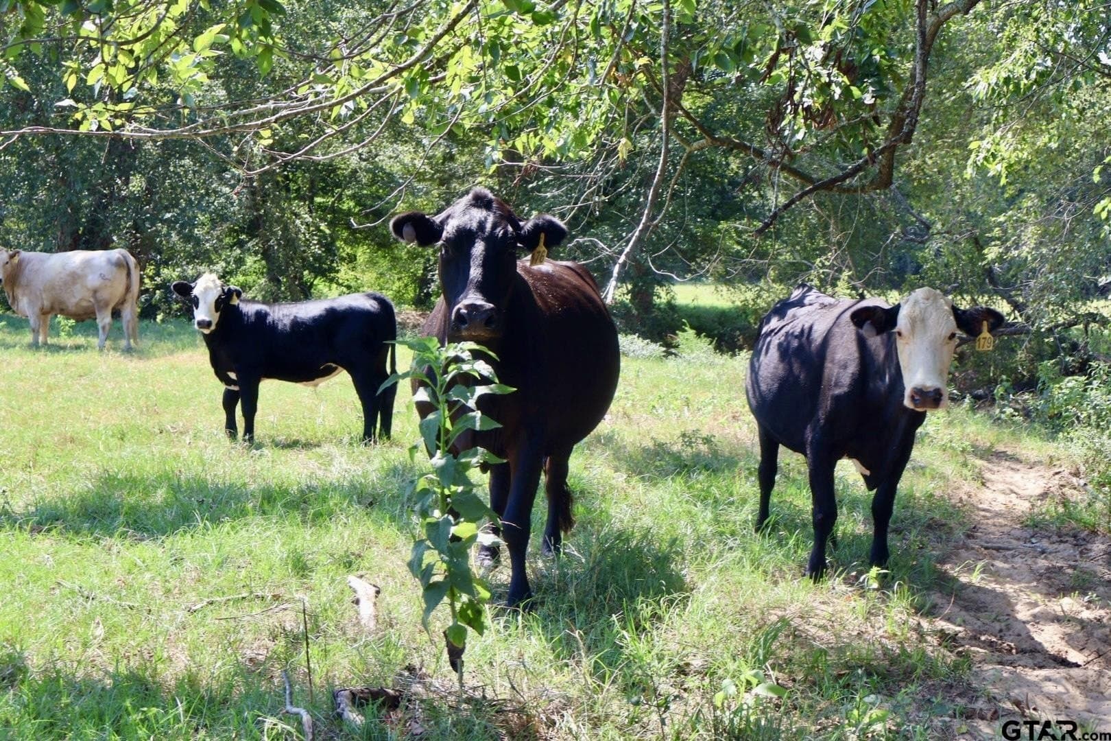 65 acres in Smith County - photo 37
