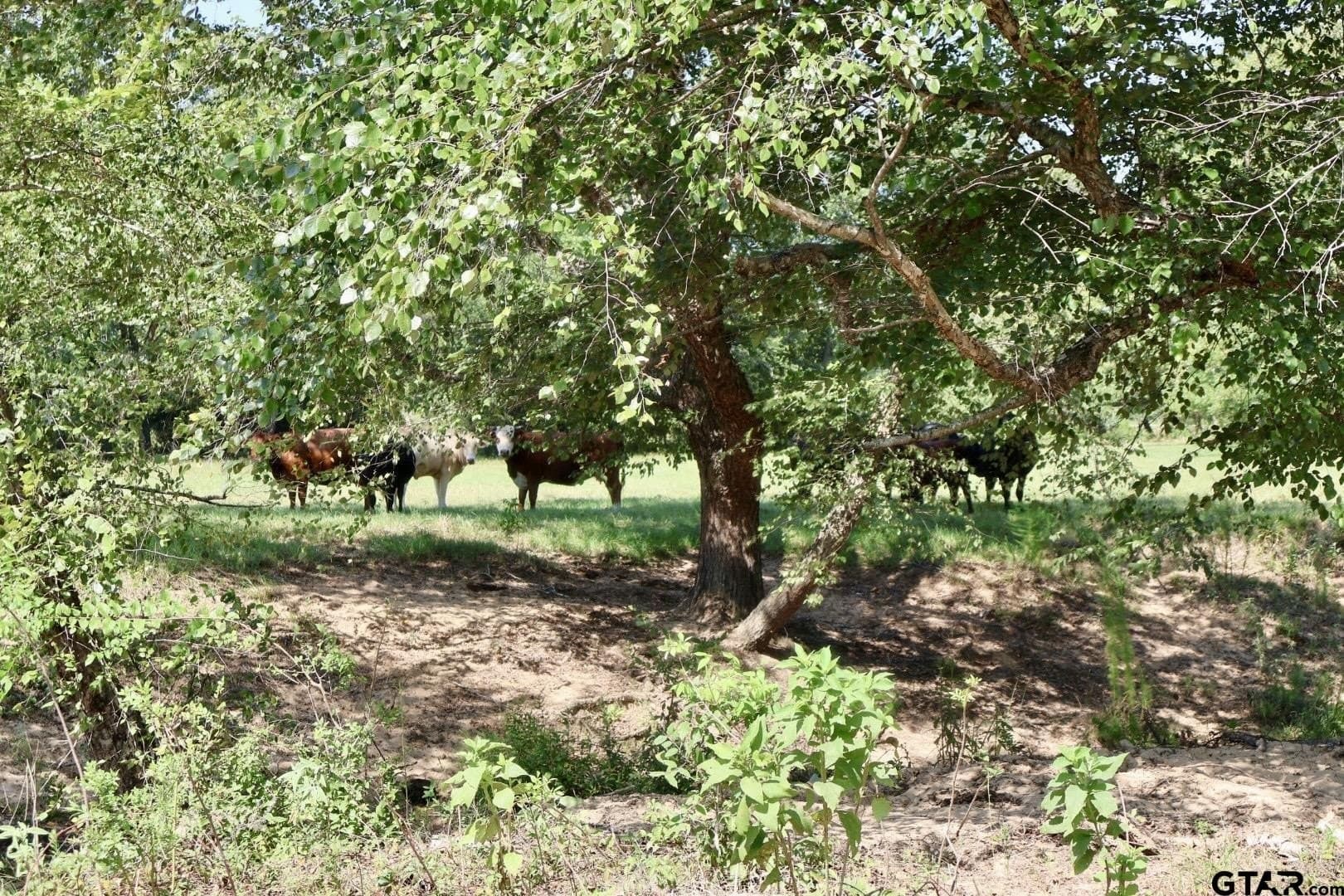 65 acres in Smith County - photo 48