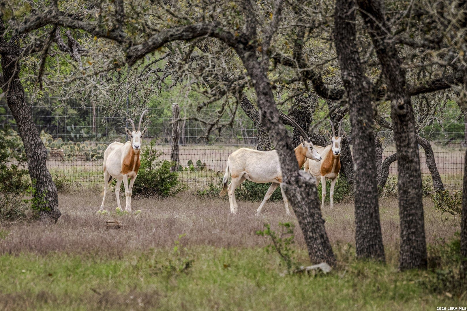 33 acres in Kendall County - photo 19