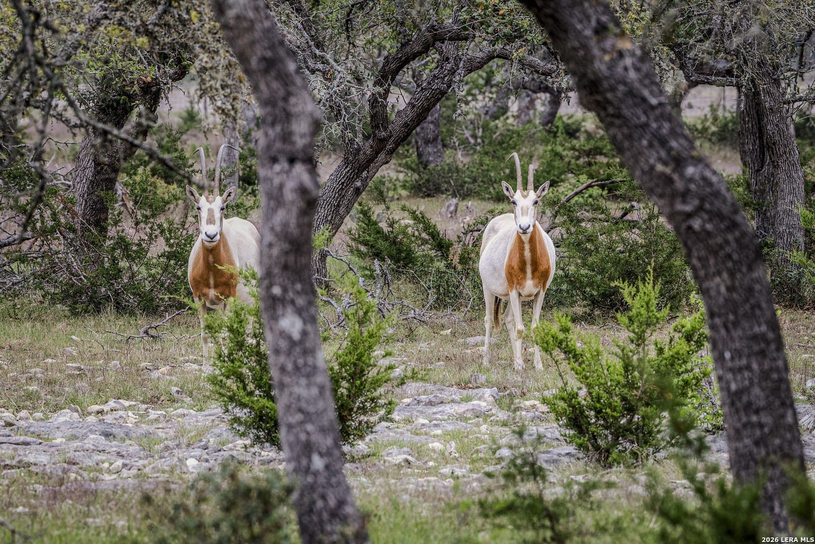 33 acres in Kendall County gallery image 4