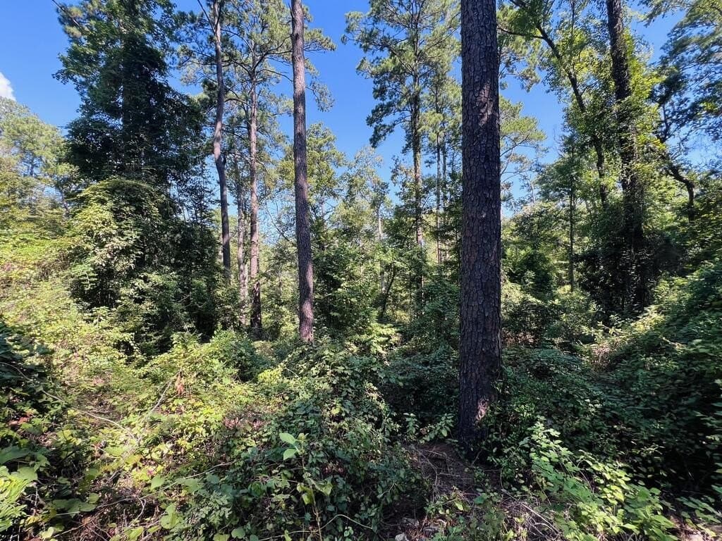 1.6 acres in Texas County - photo 3