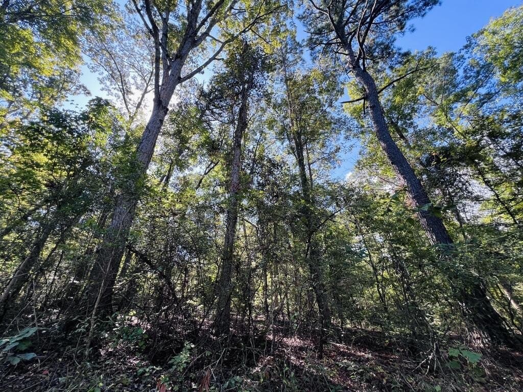 1.6 acres in Texas County - photo 10