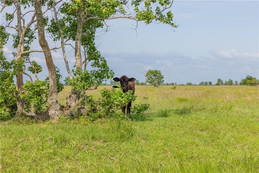 118 acres in WALLER County - photo 23