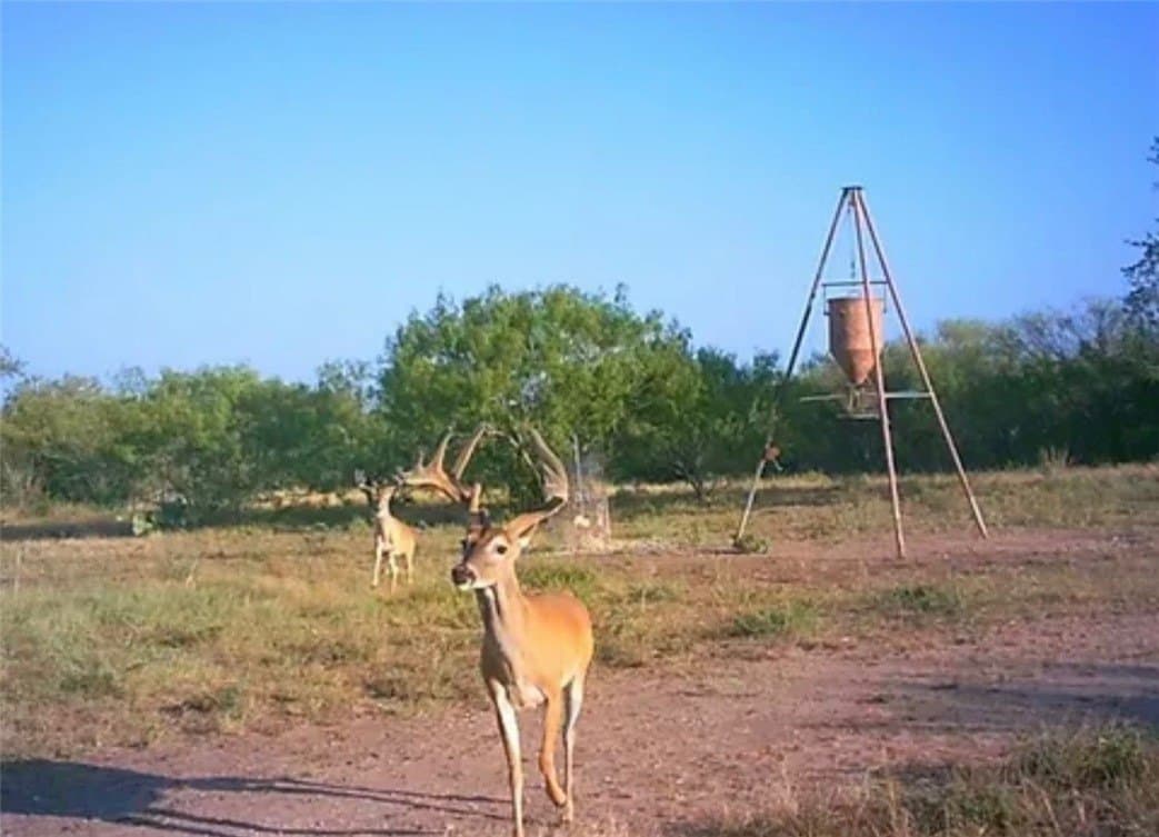 30.6 acres in Live Oak County - photo 14