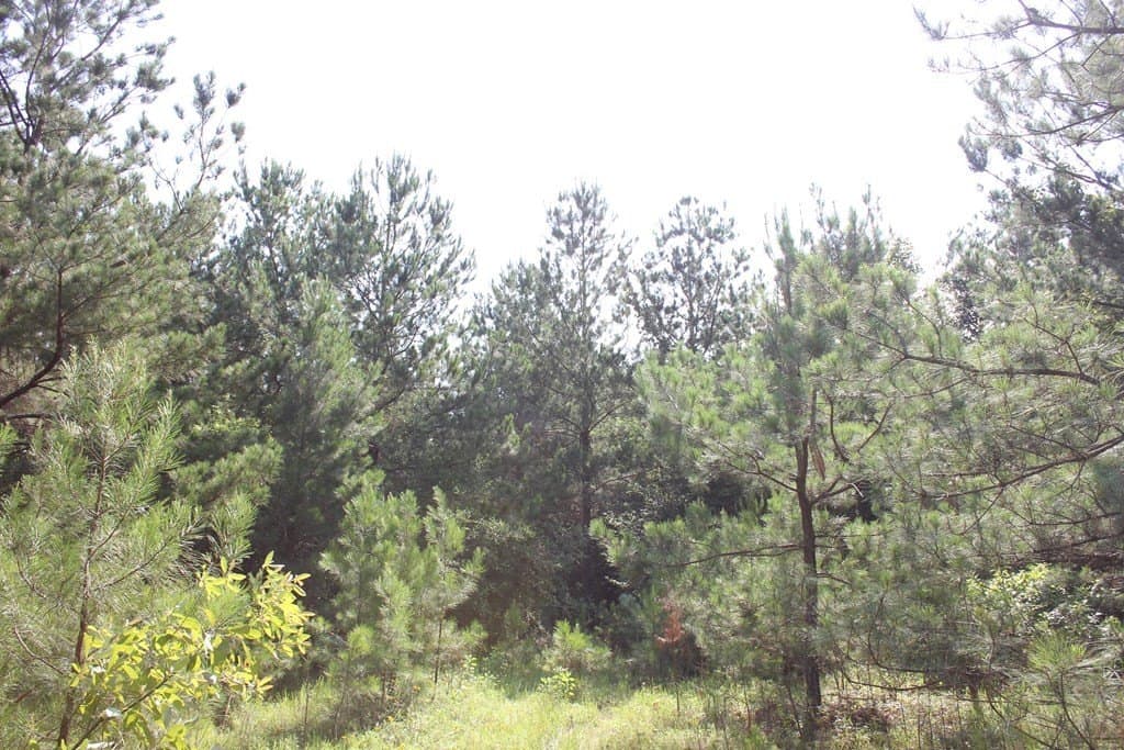 45 acres in Texas County - photo 17