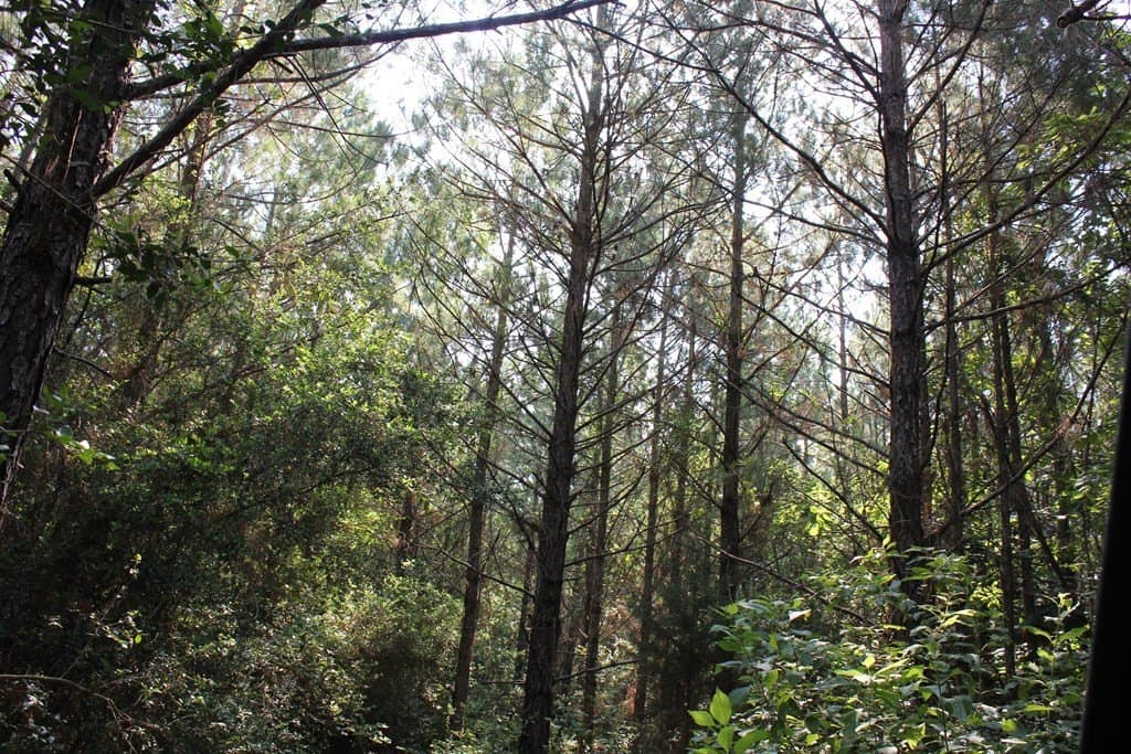 45 acres in Texas County - photo 2