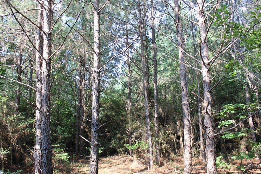 45 acres in Texas County - photo 4