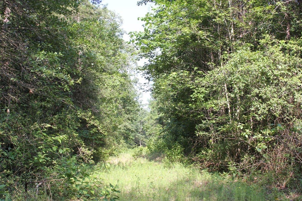 45 acres in Texas County - photo 8
