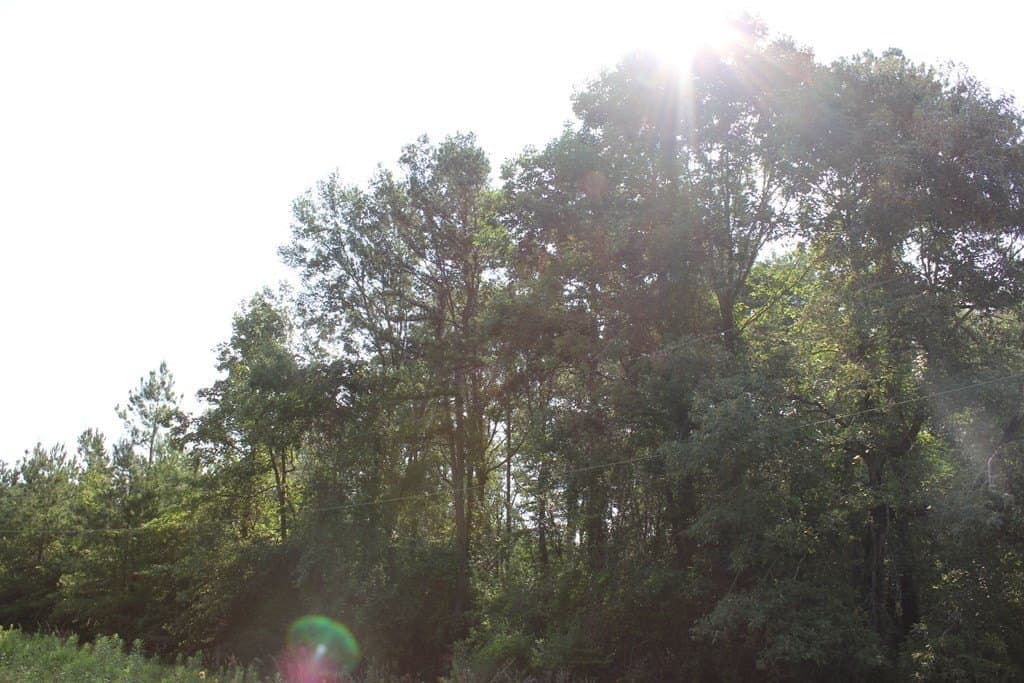 45 acres in Texas County - photo 15