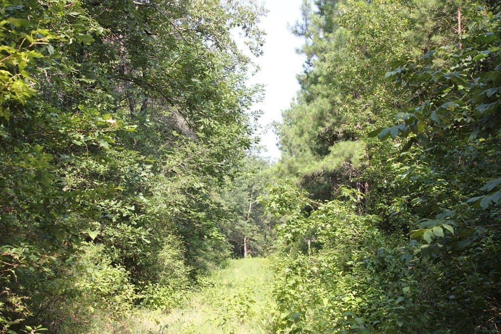 45 acres in Texas County - photo 9