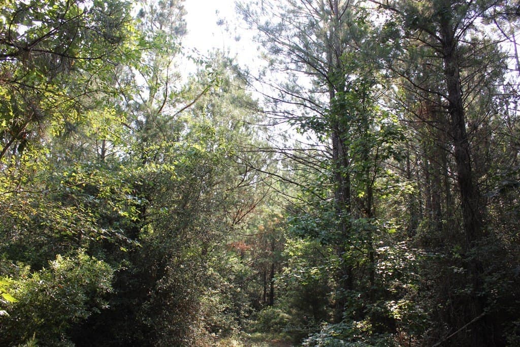 45 acres in Texas County - photo 18