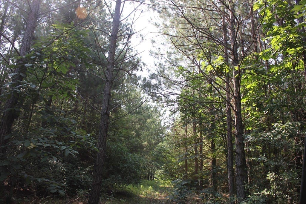 45 acres in Texas County - photo 3