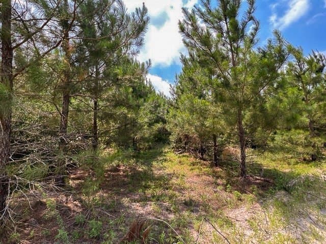 36 acres in Tyler County - photo 4