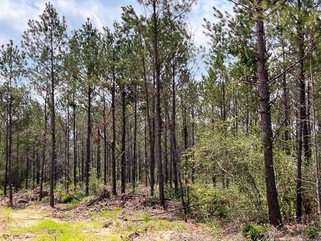 36 acres in Tyler County - photo 3