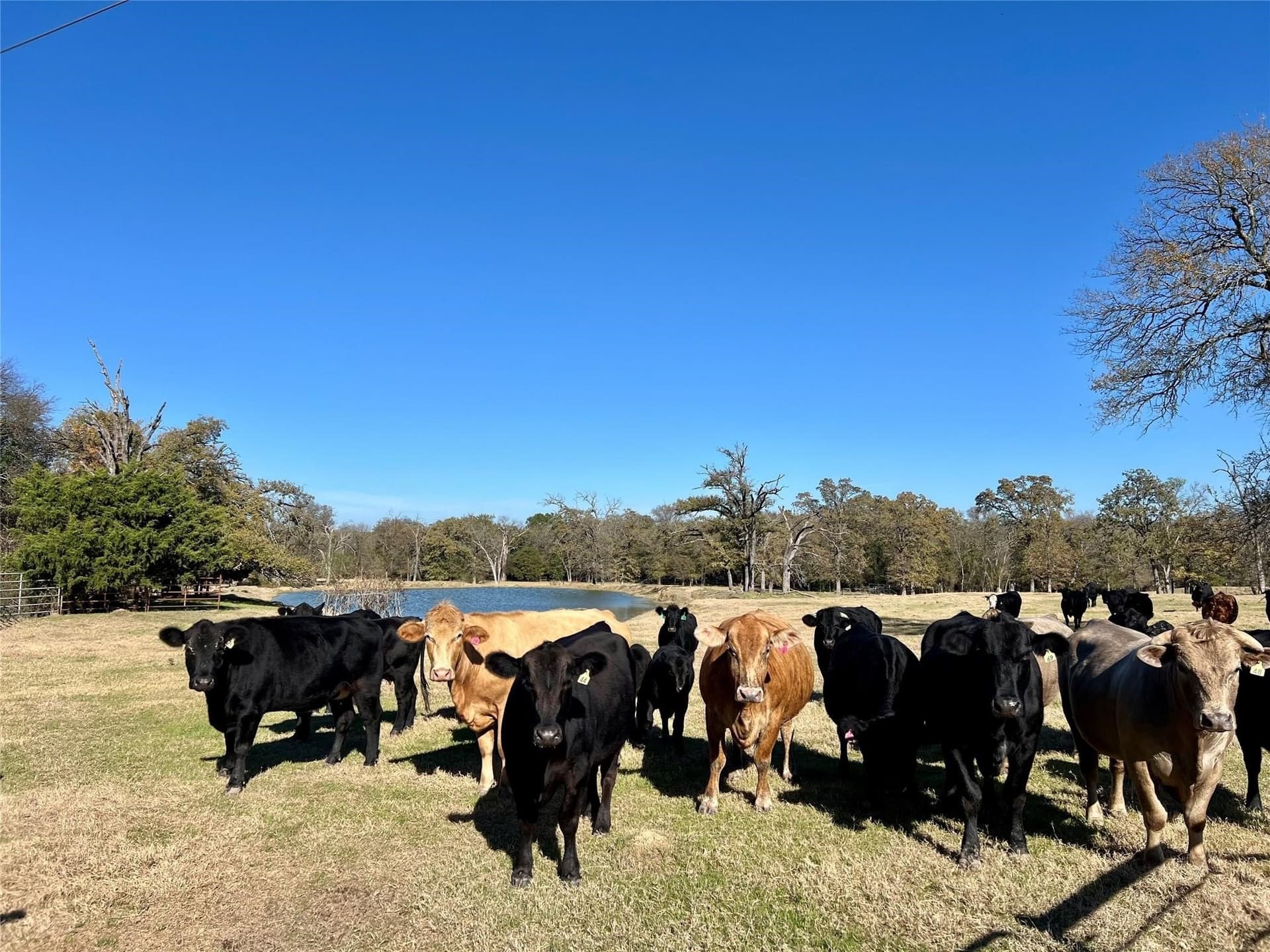 30.4 acres in Henderson County - photo 4