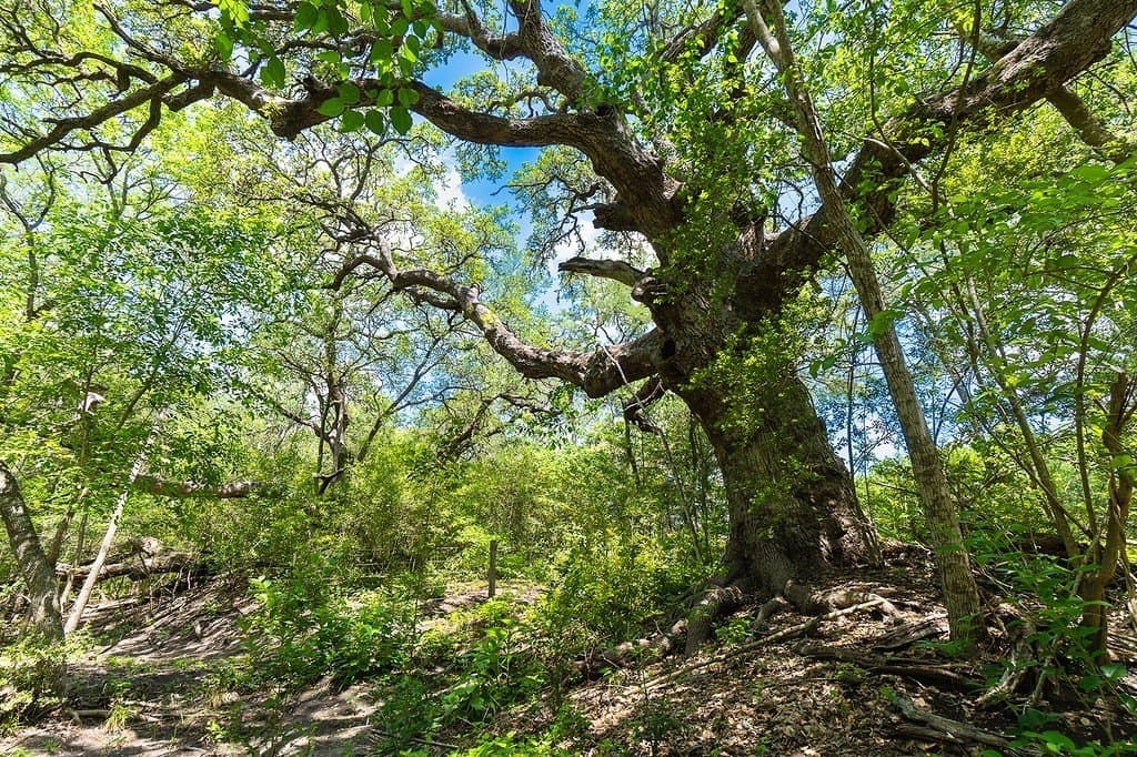 265.39 acres in Fayette County - photo 29