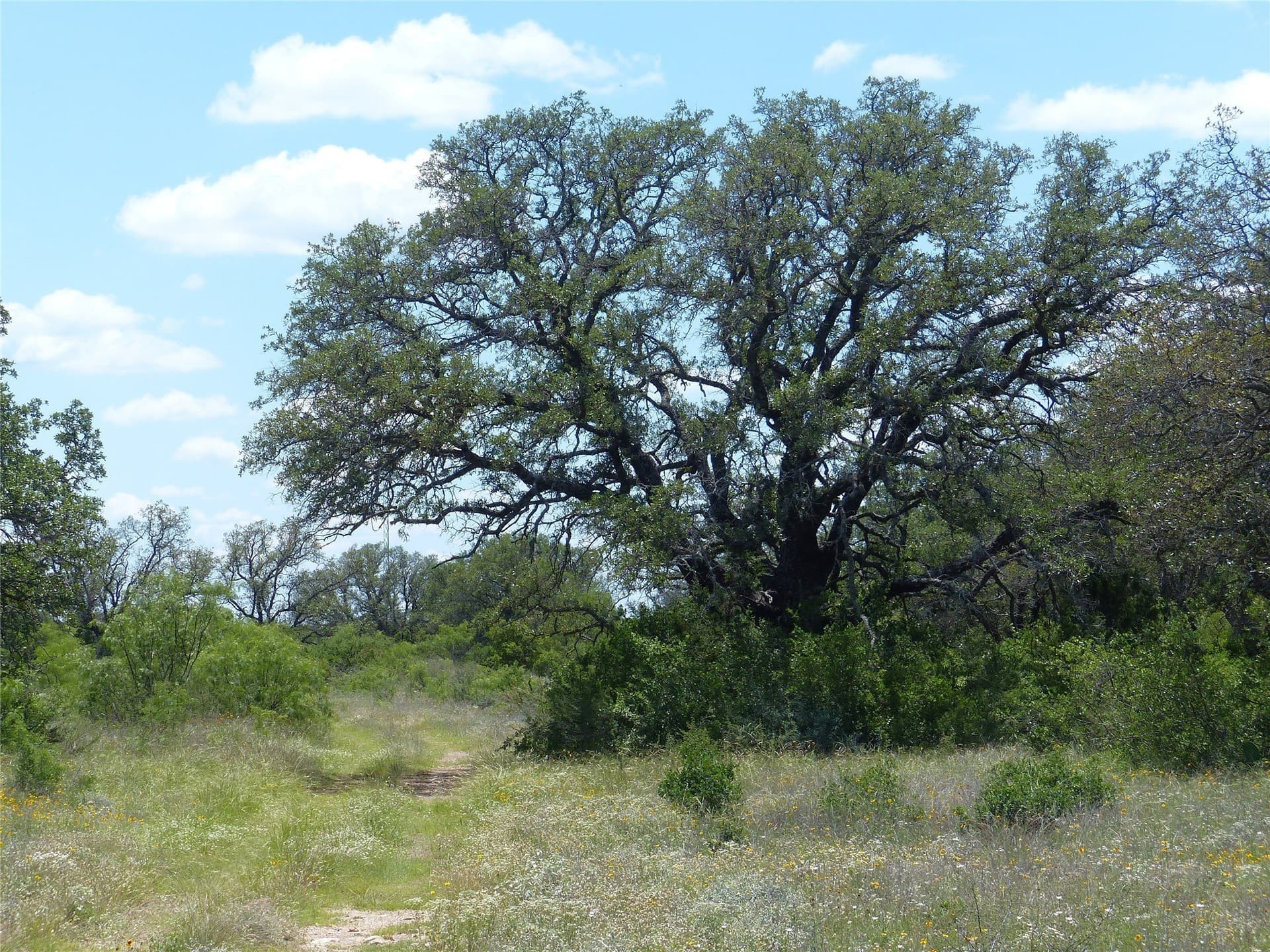 319 acres in McCulloch County - photo 21
