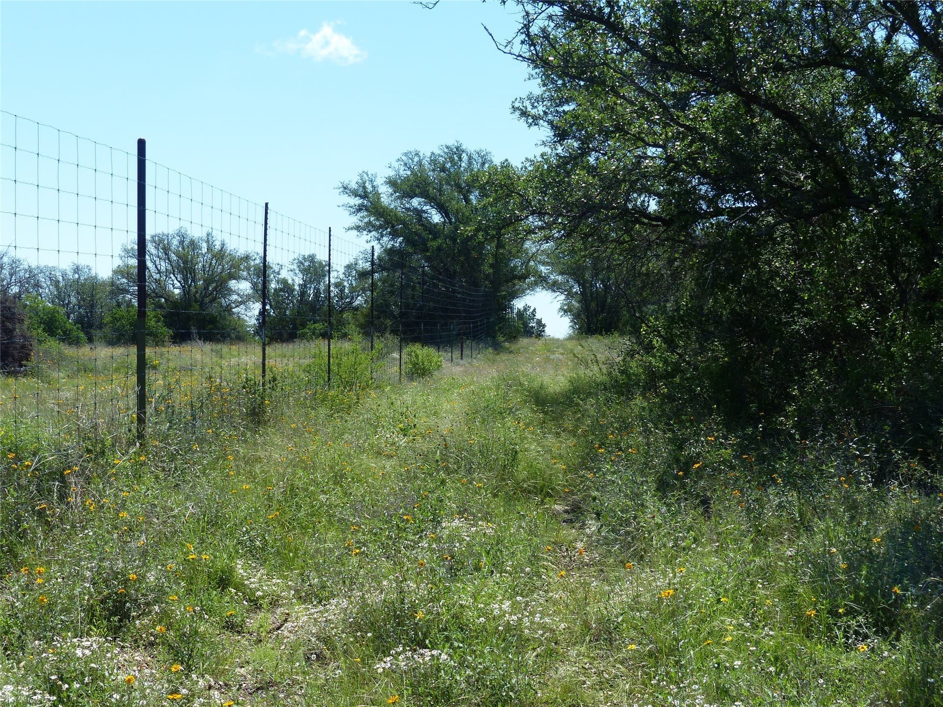 319 acres in McCulloch County featured view