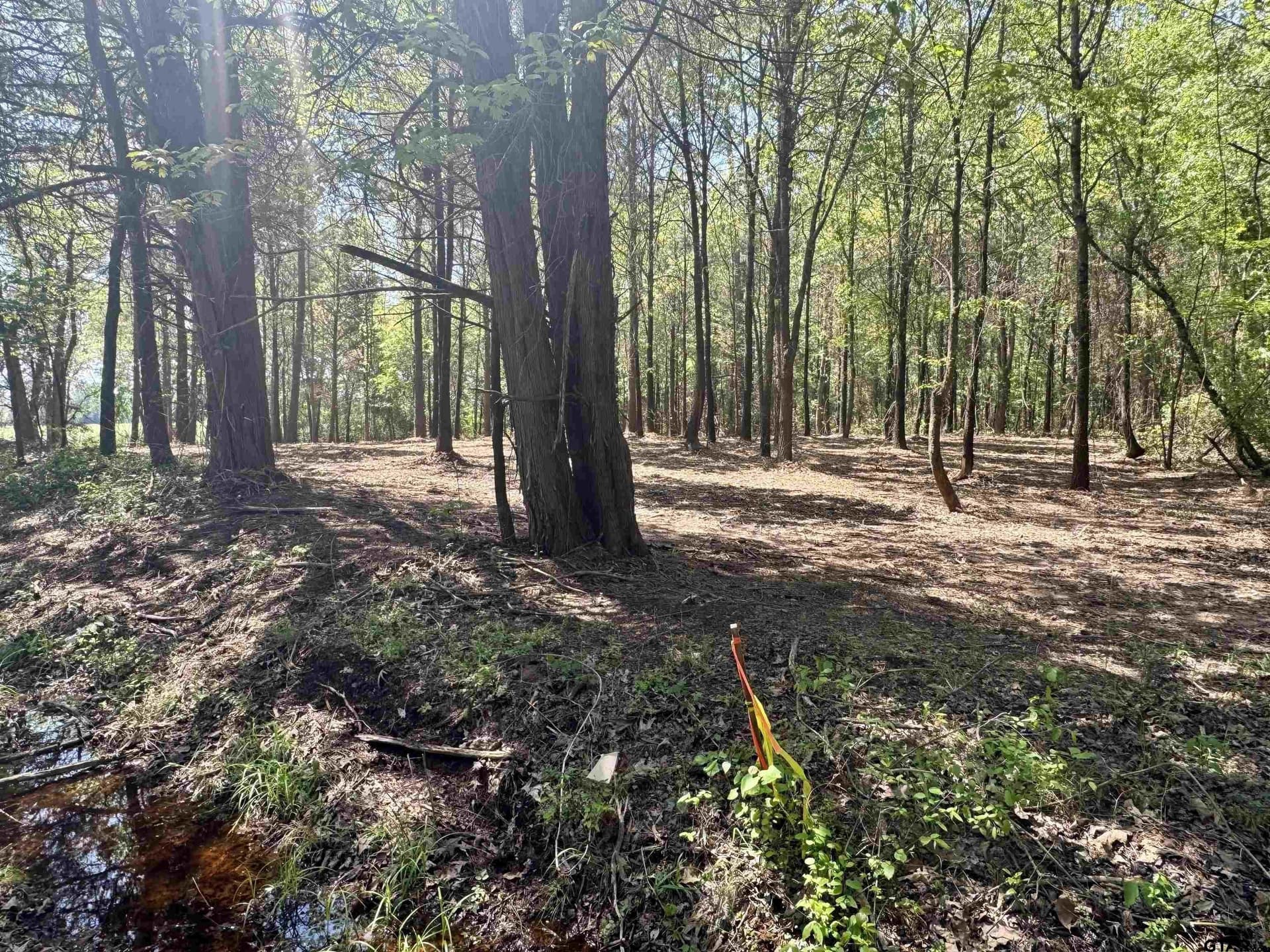 5.65 acres in Titus County - photo 17