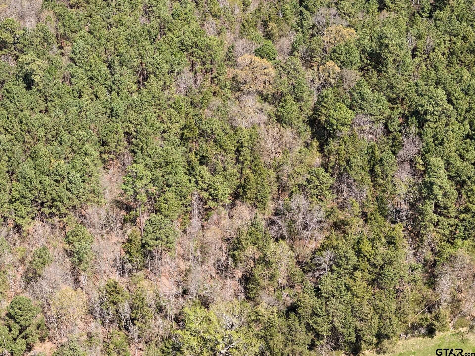 5.65 acres in Titus County - photo 6