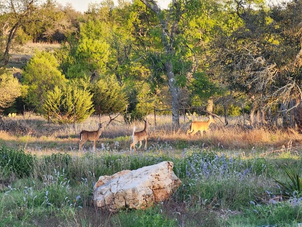 22.01 acres in Gillespie County - photo 52