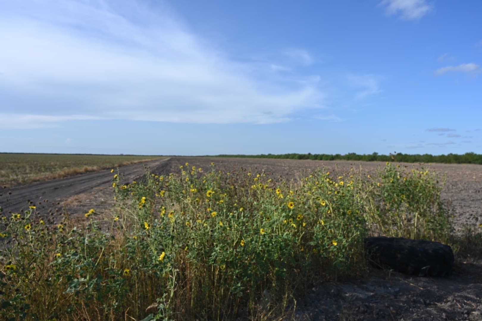 15 acres in Cameron (TX) County - photo 6