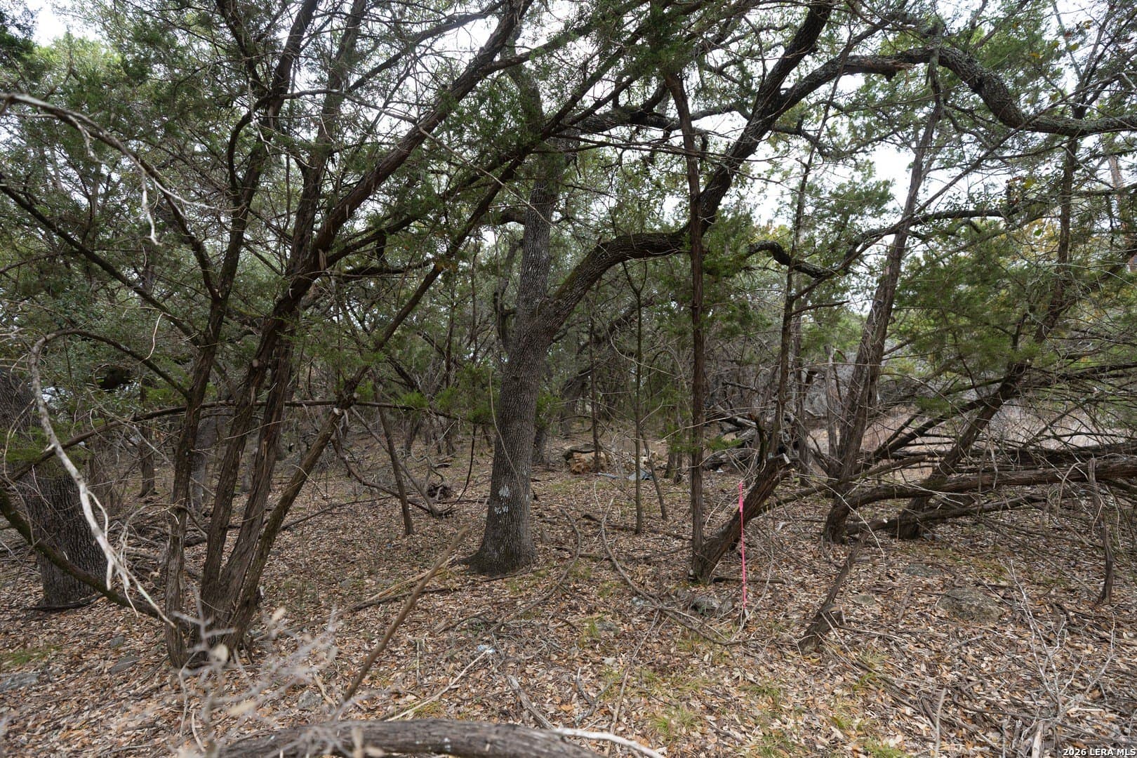 0.27 acres in Comal County gallery image 4