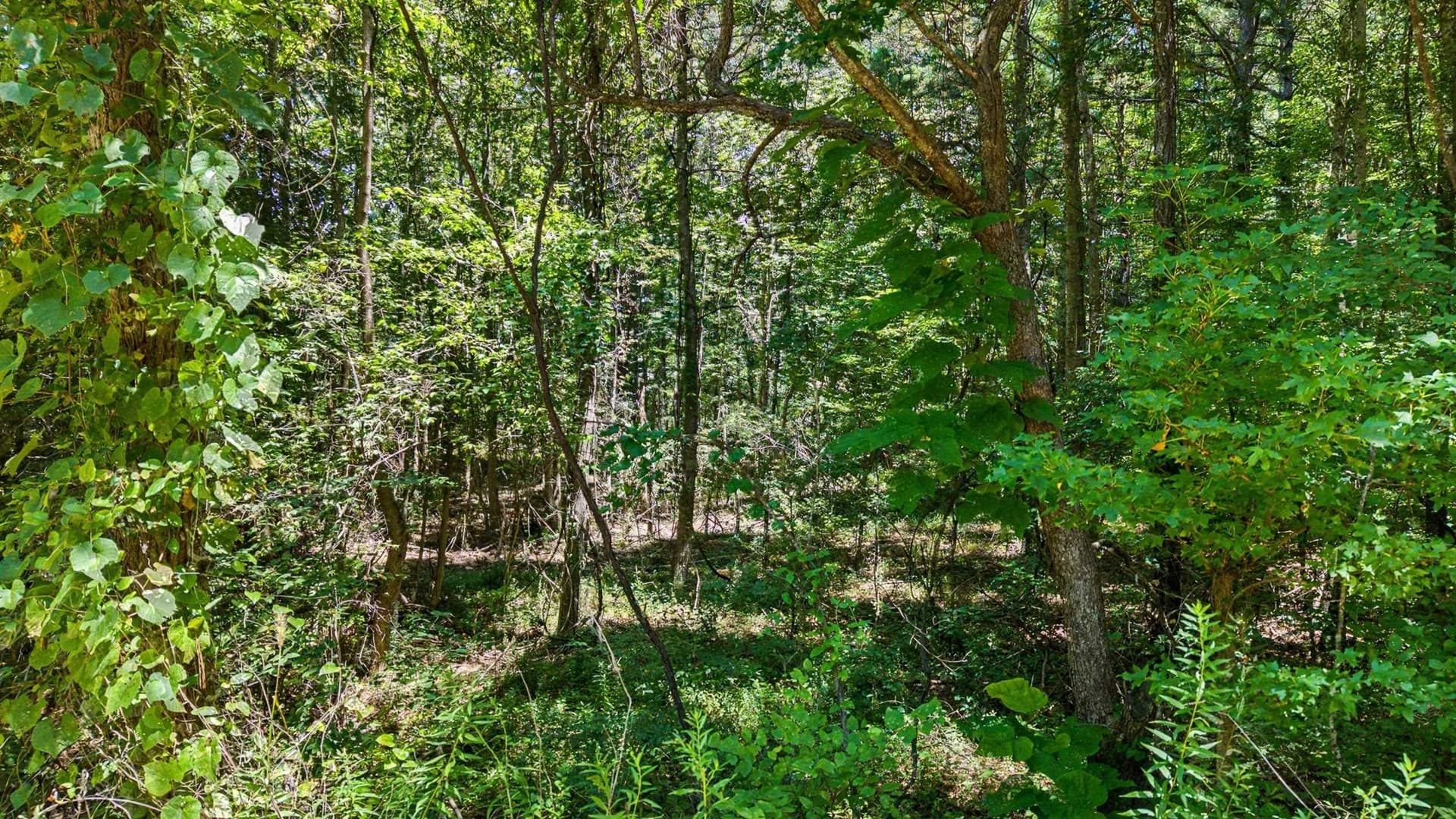 60 acres in Texas County - photo 6