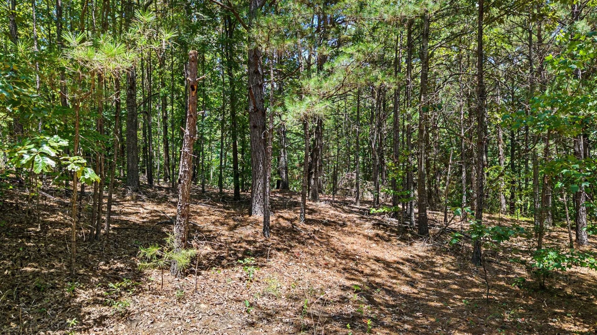60 acres in Texas County - photo 3