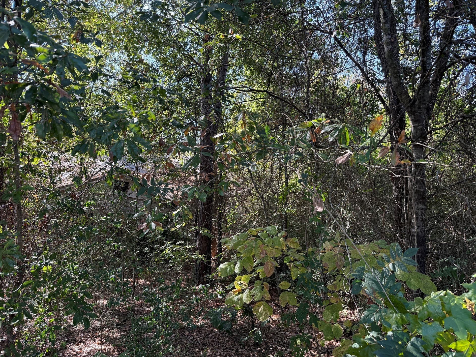 20.2 acres in Wood County - photo 8