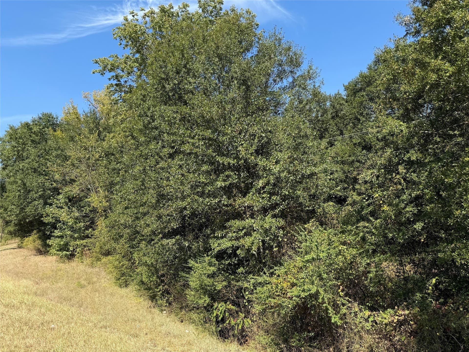 20.2 acres in Wood County gallery image 3