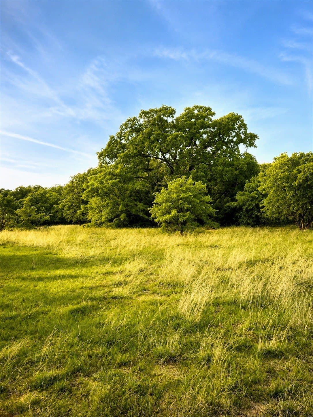 13.85 acres in Montague County - photo 4