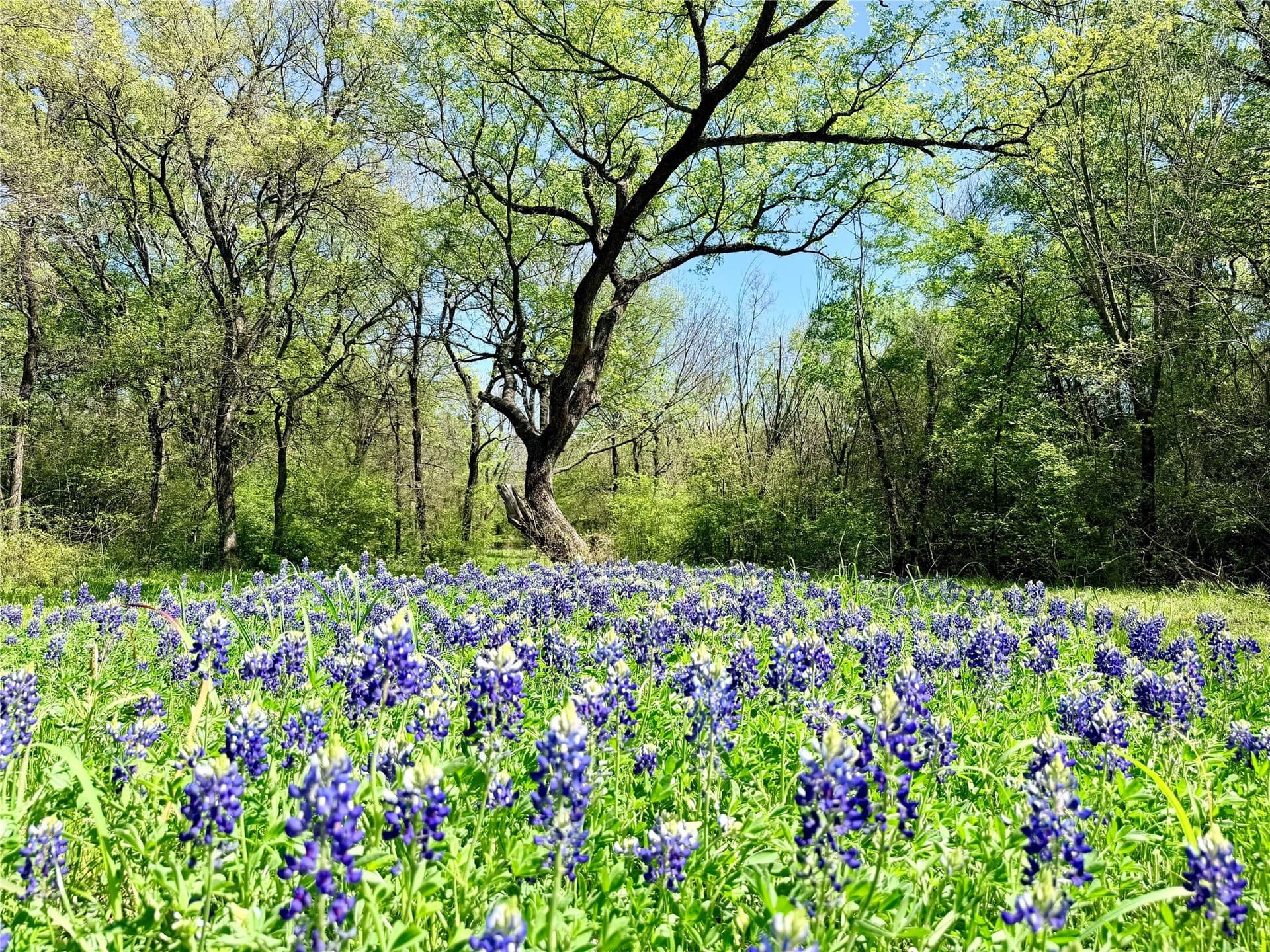 15.5 acres in Ellis County - photo 35