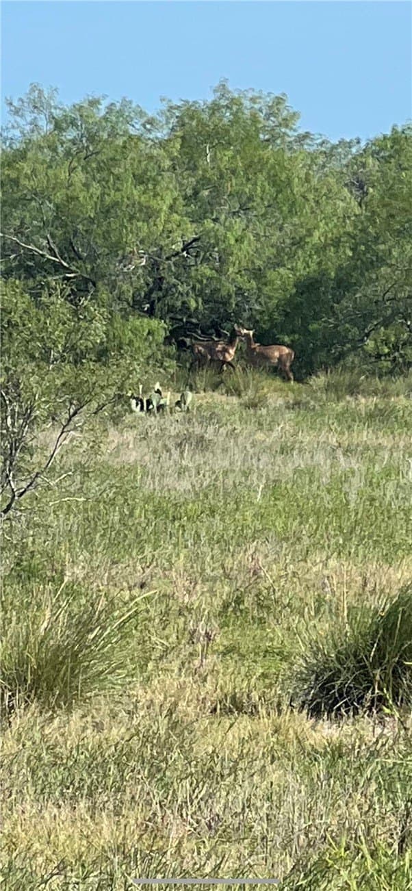 74.43 acres in Kleberg County - photo 27