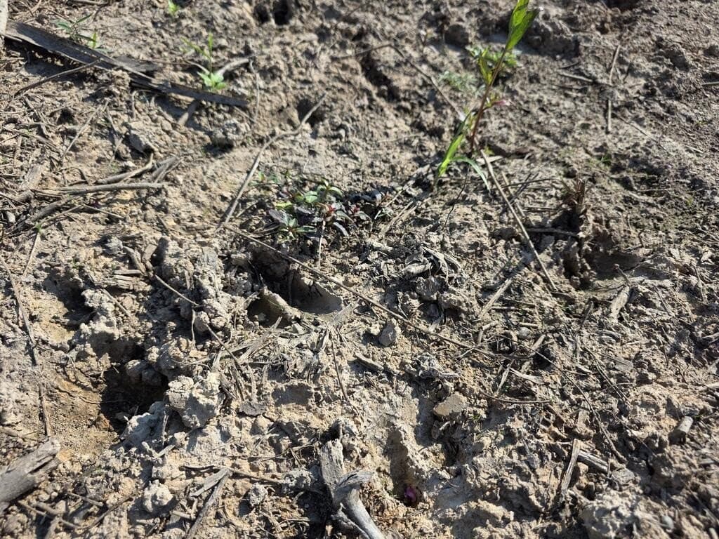 31.1 acres in Texas County - photo 15