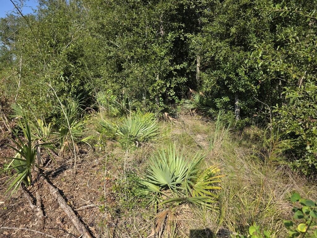 31.1 acres in Texas County - photo 33