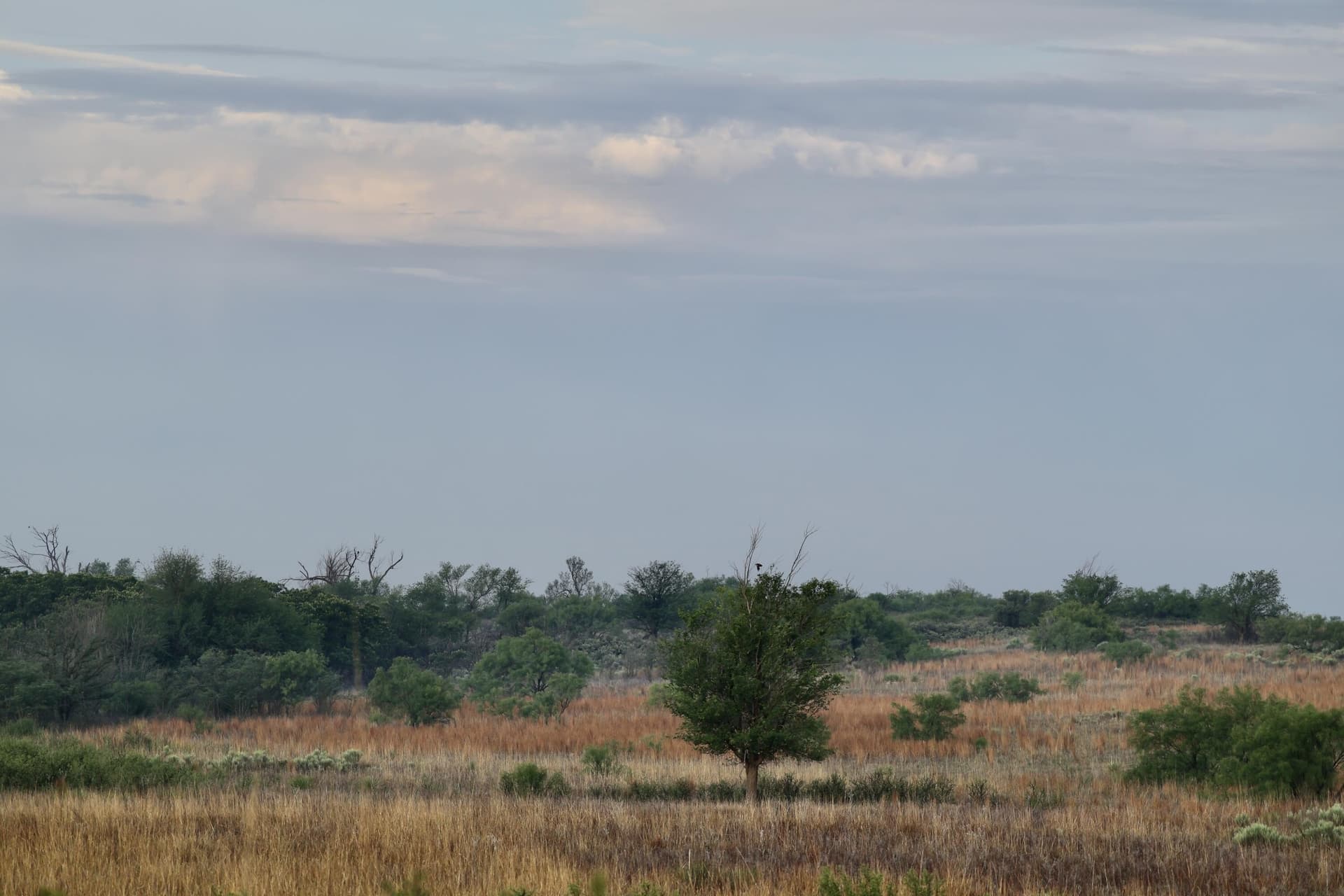 320 acres in Hall County featured view