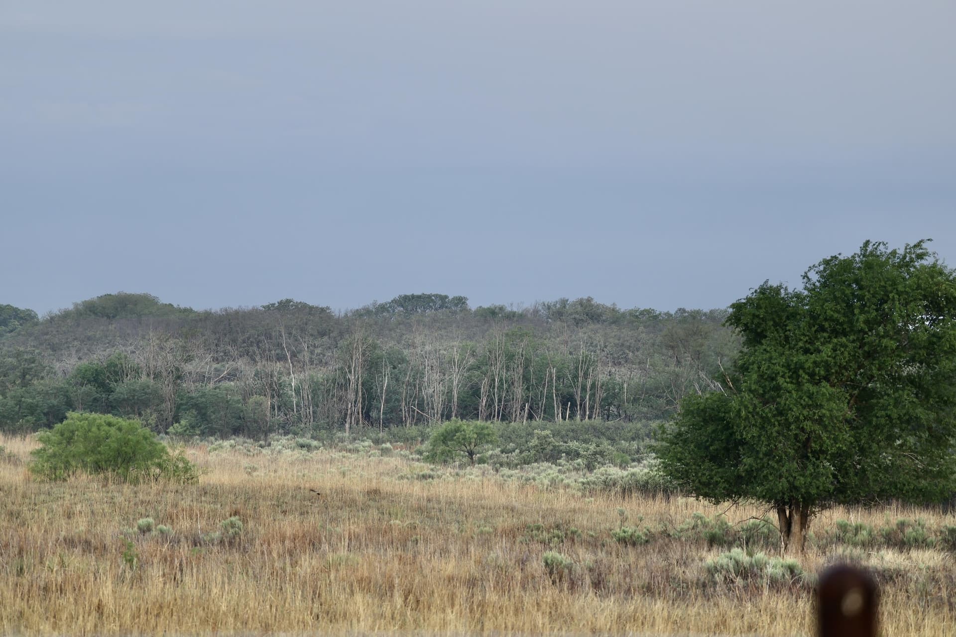 320 acres in Hall County gallery image 4