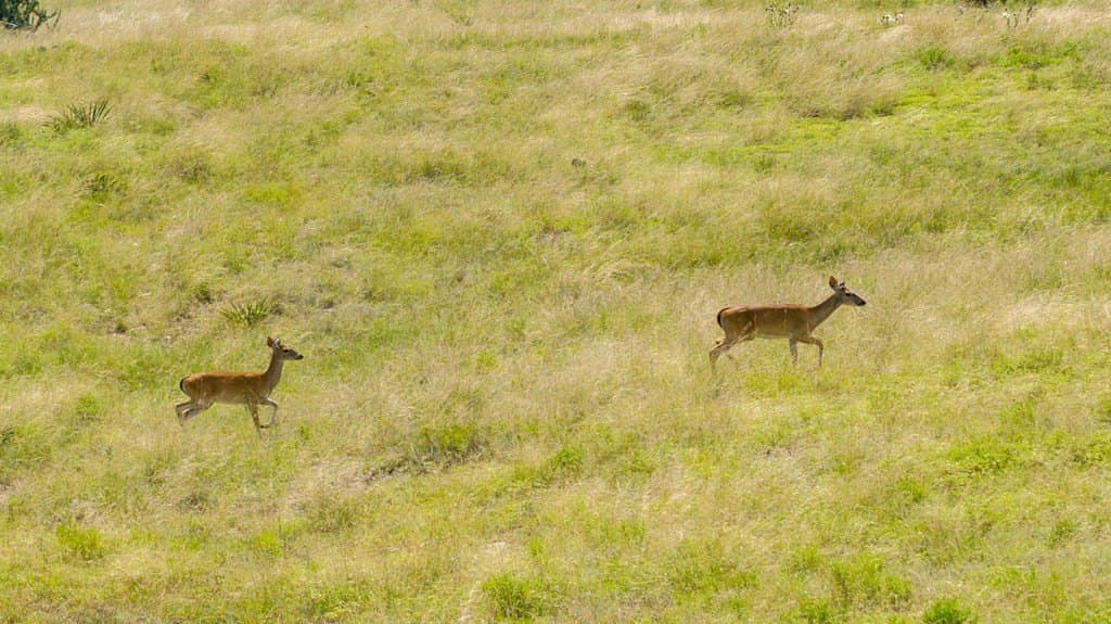10.18 acres in Gillespie County featured view