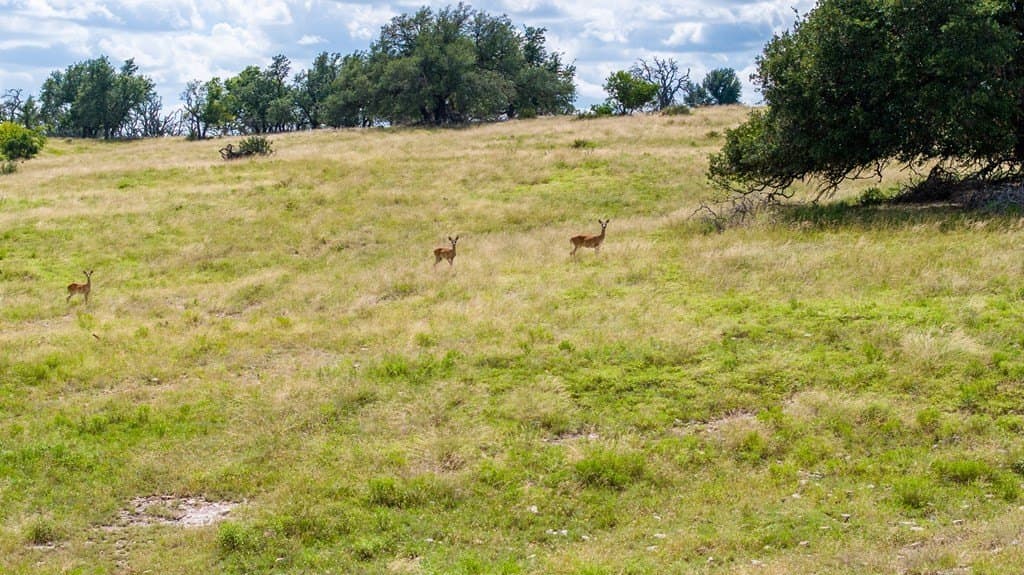 10.18 acres in Gillespie County gallery image 4